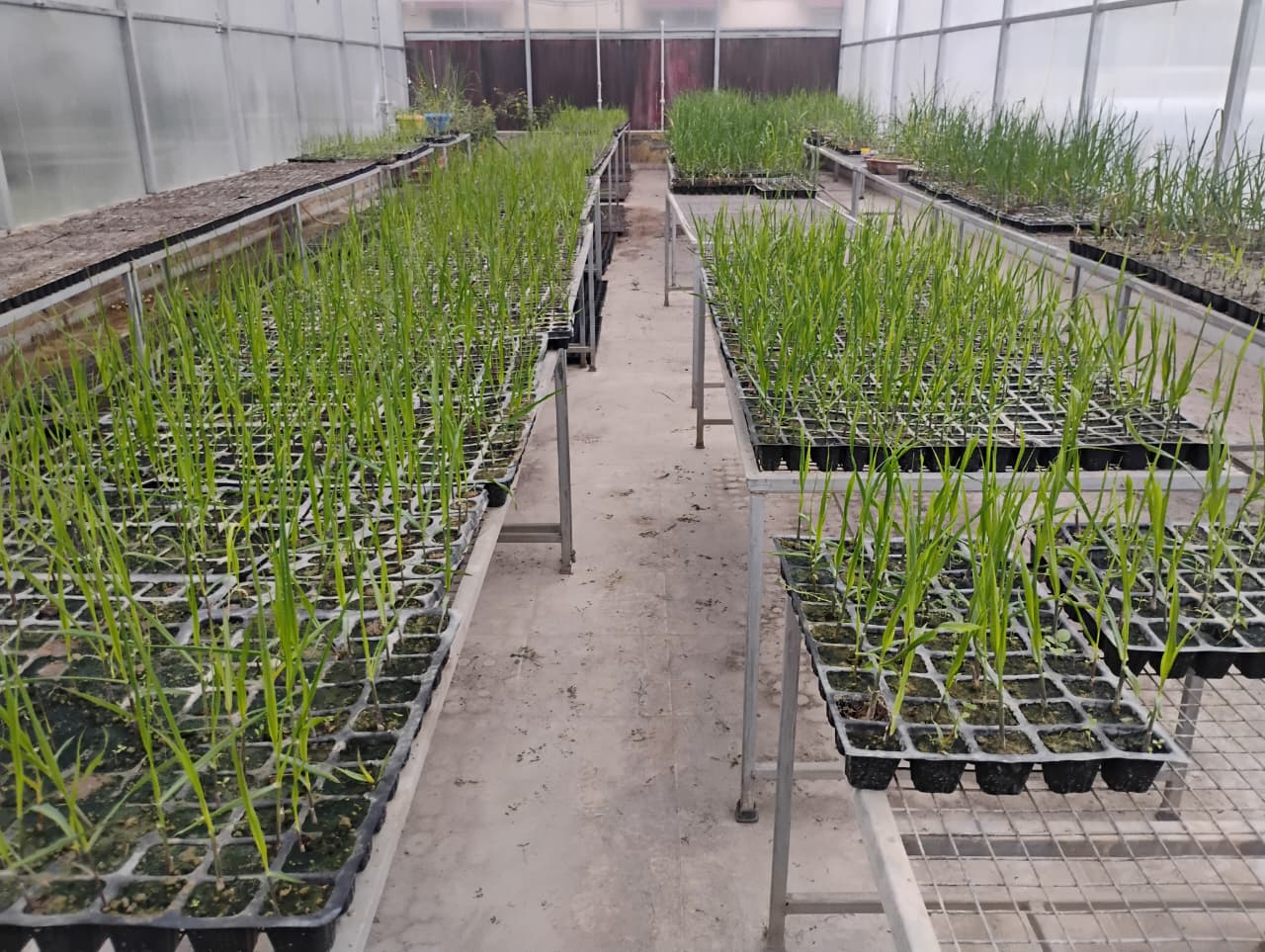 Sugarcane Technology